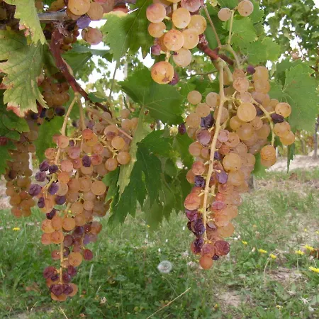 Rupestr * カネッリ