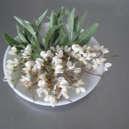 Rupestr カネッリ